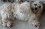 Bailey, een knappe dochter van Noushka en Wild Willy. 